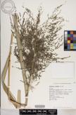 Eragrostis grandis image