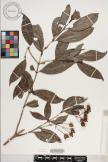 Tarenna capuroniana image