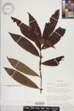 Bertiera crinita image