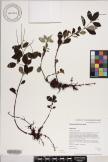 Peperomia blanda image