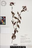 Paracarphalea pervilleana image