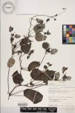 Paederia thouarsiana image