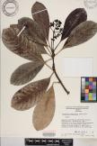 Psychotria hawaiiensis image