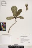 Platydesma spathulata image