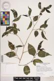 Maclura tinctoria image