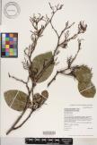 Antidesma platyphyllum var. hillebrandii image