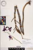 Dendrobium hybrid image