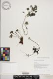 Pilea peploides image