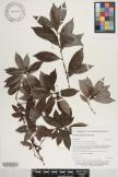 Psychotria hombroniana image