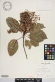 Elaeocarpus floridanus image