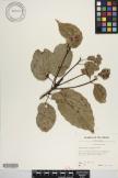 Elaeocarpus tonganus image