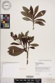 Dubautia laxa subsp. hirsuta image
