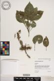 Nothocestrum latifolium image