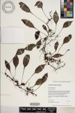 Elaphoglossum pellucidum image