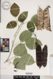 Canavalia kauaiensis image