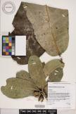 Platydesma spathulata image