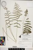 Thelypteris palustris image