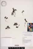 Pilea peploides image