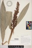 Alpinia caerulea image