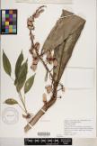 Alpinia zerumbet image