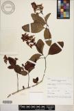 Pseuderanthemum carruthersii image