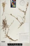 Chenopodium oahuense image