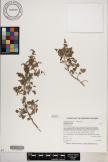 Chenopodium oahuense image