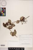 Hoya australis image