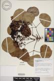 Cheirodendron platyphyllum subsp. kauaiense image