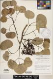 Cheirodendron platyphyllum subsp. kauaiense image
