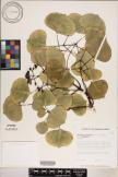 Cheirodendron platyphyllum subsp. platyphyllum image