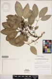 Cheirodendron trigynum subsp. trigynum image