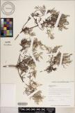 Artemisia australis image