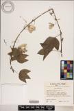 Passiflora aurantia image