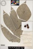 Artocarpus altilis image