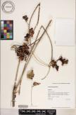 Erythrina humeana image