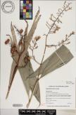 Alpinia pubiflora image