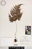 Lastreopsis davallioides image