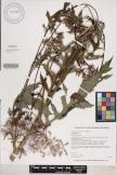 Erechtites valerianifolia image
