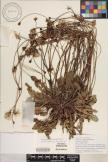 Hypochaeris radicata image
