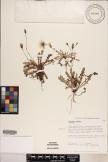Hypochaeris radicata image
