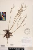 Hypochaeris radicata image