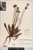 Hypochaeris radicata image