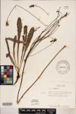 Hypochaeris radicata image