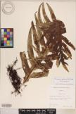 Microsorum commutatum image