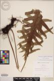 Microsorum commutatum image