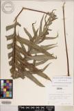 Microsorum commutatum image