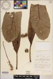 Cyanea superba subsp. superba image