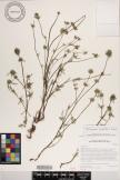 Mitracarpus linearifolius image