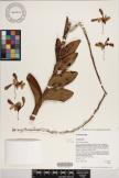 Dendrobium hybrid image